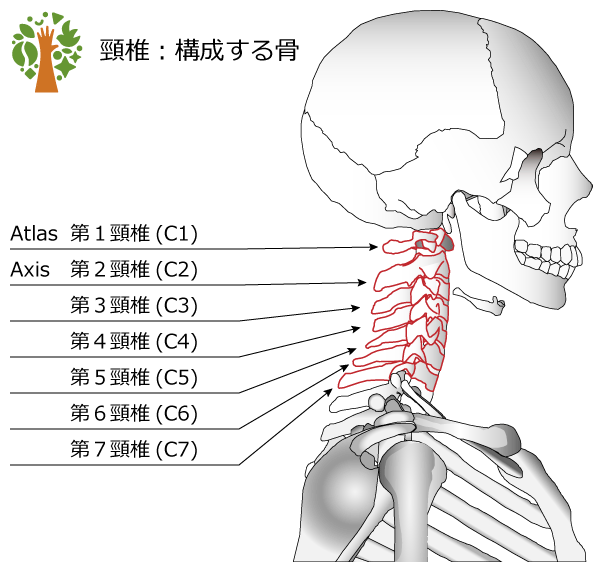 頸椎を構成する骨 解説図