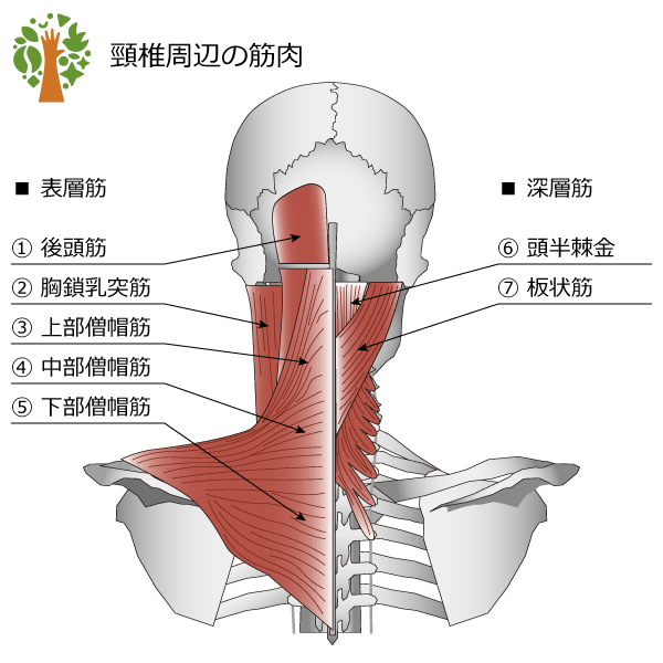 首周辺の筋肉 解説図