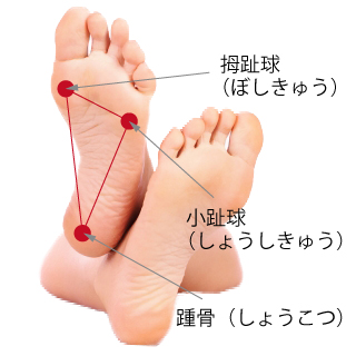 足裏、踵骨（しょうこつ・かかとの骨）、親指の根元の拇趾球（ぼしきゅう）、小指の根元の小趾球（しょうしきゅう）の解説図